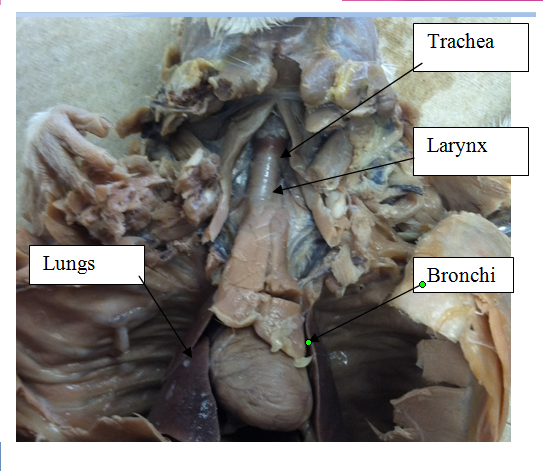 Respiratory - Rat dissection
